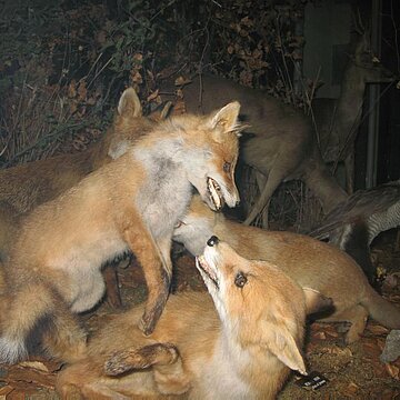 Les animaux en famille