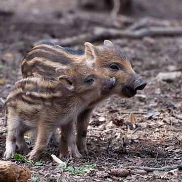 Pourquoi surveiller les maladies de la faune sauvage ?