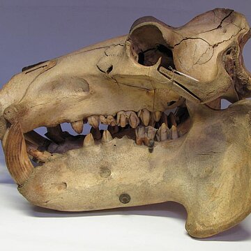 Les mammiféres se nourrissent