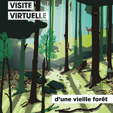 Visite virtuelle d'une vieille forêt