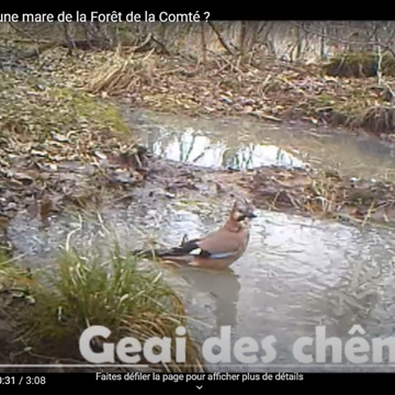 Que se passe-t-il dans une mare de la forêt de la Comté ?